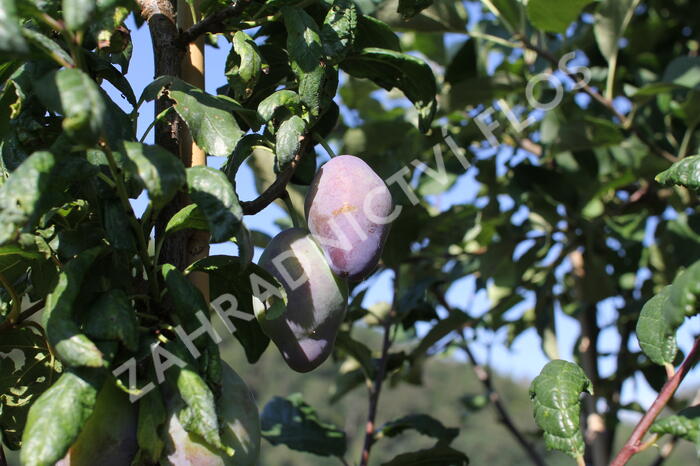 Pološvestka - velmi pozdní 'Topend Plus' - Prunus domestica 'Topend Plus'