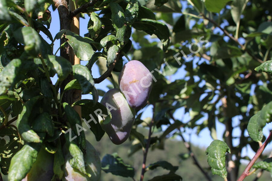 Pološvestka - velmi pozdní 'Topend Plus' - Prunus domestica 'Topend Plus'