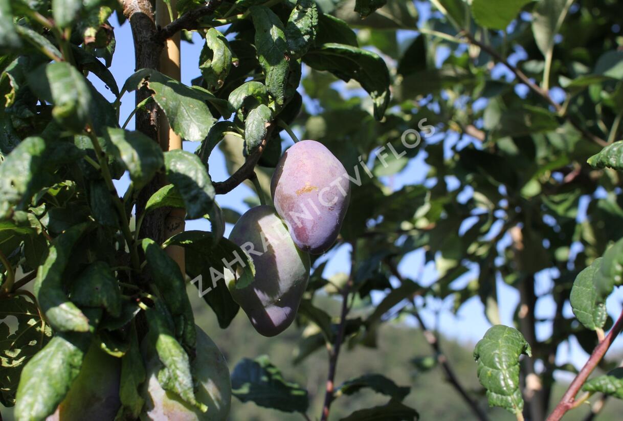 Pološvestka velmi pozdní 'Topend Plus' - Prunus domestica 'Topend Plus'