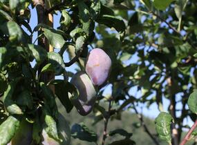 Pološvestka velmi pozdní 'Topend Plus' - Prunus domestica 'Topend Plus'
