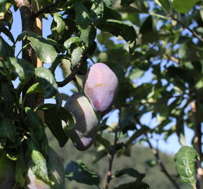 Pološvestka velmi pozdní 'Topend Plus' - Prunus domestica 'Topend Plus'