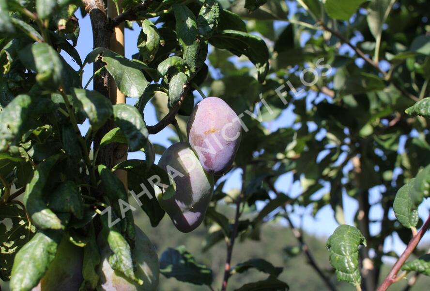 Pološvestka velmi pozdní 'Topend Plus' - Prunus domestica 'Topend Plus'