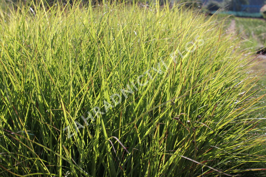 Ozdobnice čínská 'Ibiza' - Miscanthus sinensis 'Ibiza'