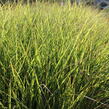 Ozdobnice čínská 'Ibiza' - Miscanthus sinensis 'Ibiza'