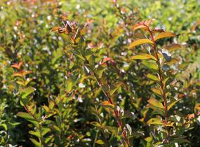 Pukol indický, krepová myrta 'Mauve' - Lagerstroemia indica 'Mauve'
