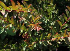 Pukol indický, krepová myrta 'Mauve' - Lagerstroemia indica 'Mauve'