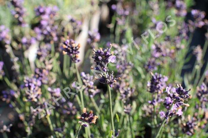 Levandule korunkatá 'Lavita Compact Blue' - Lavandula stoechas 'Lavita Compact Blue'