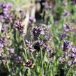 Levandule korunkatá 'Lavita Compact Blue' - Lavandula stoechas 'Lavita Compact Blue'