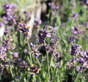 Levandule korunkatá 'Lavita Compact Blue' - Lavandula stoechas 'Lavita Compact Blue'