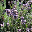 Levandule korunkatá 'Lavita Compact Blue' - Lavandula stoechas 'Lavita Compact Blue'