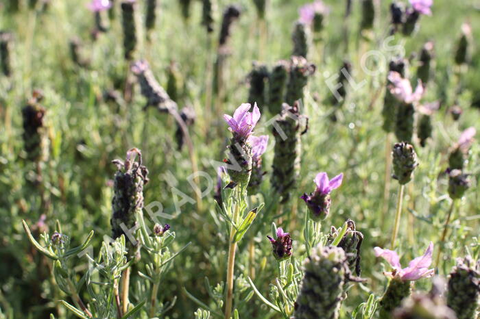 Levandule korunkatá 'Lavita XL Blue' - Lavandula stoechas 'Lavita XL Blue'