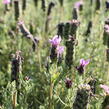 Levandule korunkatá 'Lavita XL Blue' - Lavandula stoechas 'Lavita XL Blue'