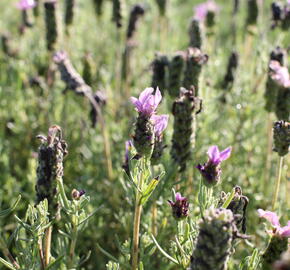 Levandule korunkatá 'Lavita XL Blue' - Lavandula stoechas 'Lavita XL Blue'