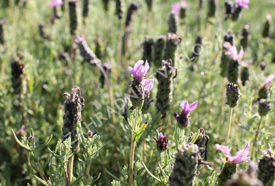 Levandule korunkatá 'Lavita XL Blue' - Lavandula stoechas 'Lavita XL Blue'