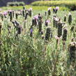 Levandule korunkatá 'Lavita XL Blue' - Lavandula stoechas 'Lavita XL Blue'