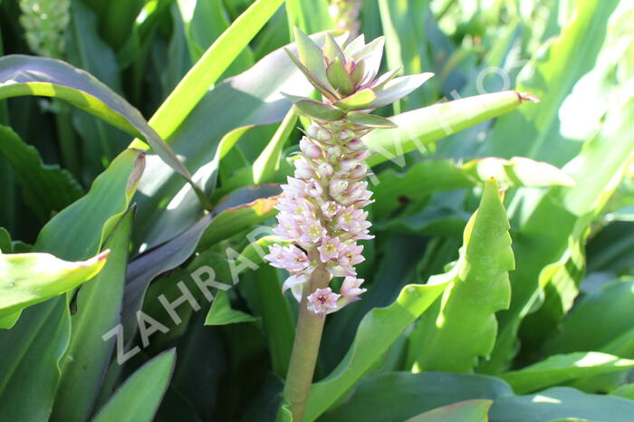 Chocholatice tečkovaná - Eucomis comosa