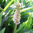 Chocholatice tečkovaná - Eucomis comosa