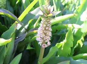 Chocholatice tečkovaná - Eucomis comosa
