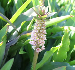 Chocholatice tečkovaná - Eucomis comosa