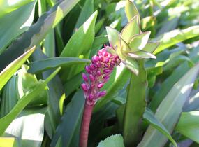 Chocholatice tečkovaná - Eucomis comosa