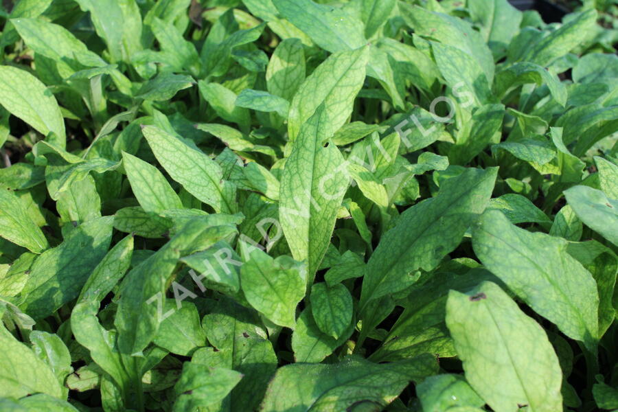 Plicník úzkolistý 'Azurea' - Pulmonaria angustifolia 'Azurea'