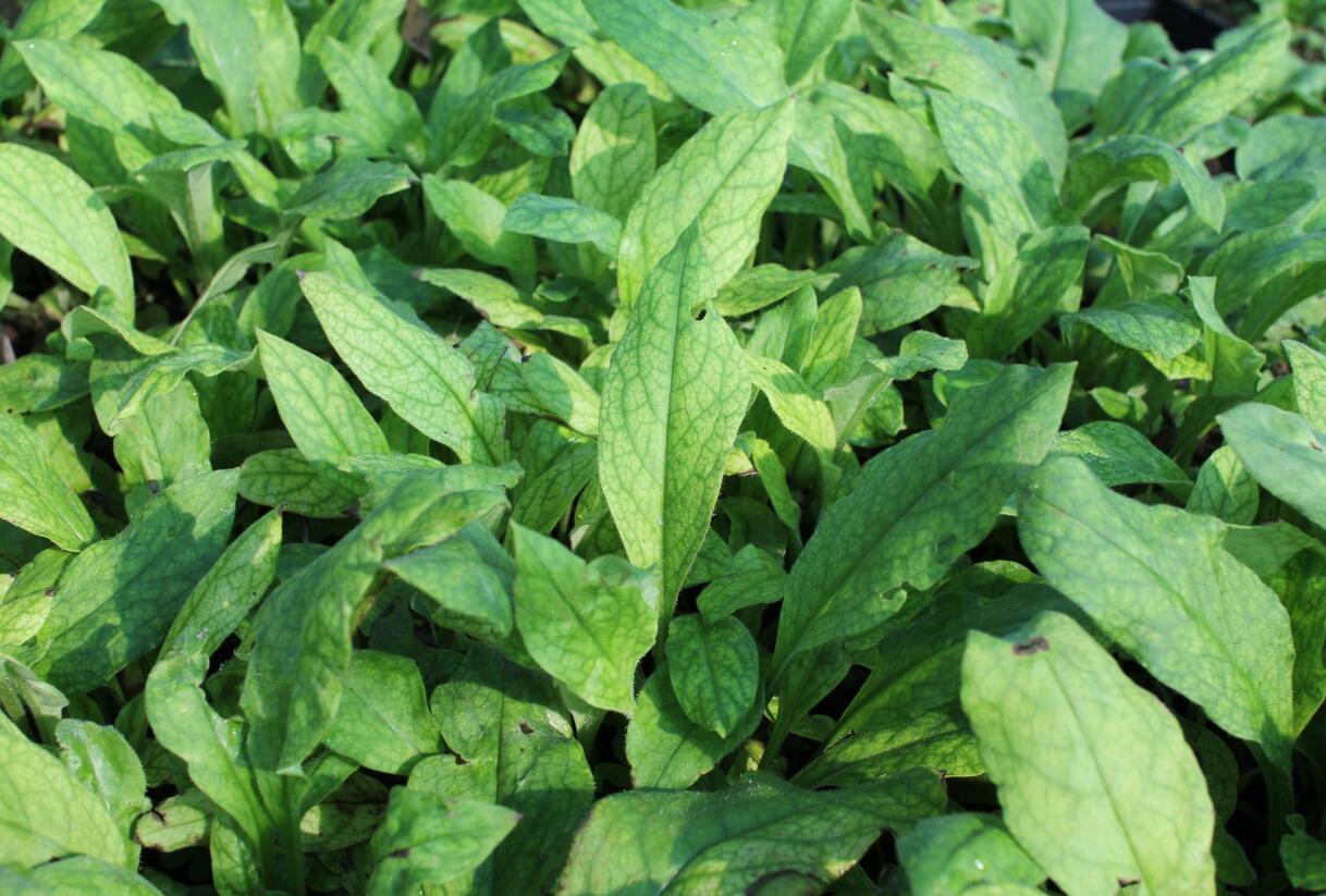 Plicník úzkolistý 'Azurea' - Pulmonaria angustifolia 'Azurea'