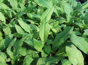Plicník úzkolistý 'Azurea' - Pulmonaria angustifolia 'Azurea'