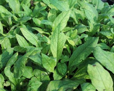 Plicník úzkolistý 'Azurea'