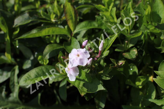 Plamenka latnatá 'Monica Lynden Bell' - Phlox paniculata 'Monica Lynden Bell'