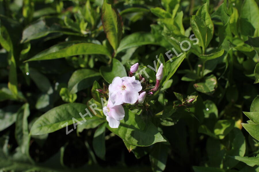 Plamenka latnatá 'Monica Lynden Bell' - Phlox paniculata 'Monica Lynden Bell'