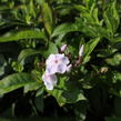 Plamenka latnatá 'Monica Lynden Bell' - Phlox paniculata 'Monica Lynden Bell'