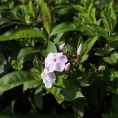 Plamenka latnatá 'Monica Lynden Bell' - Phlox paniculata 'Monica Lynden Bell'