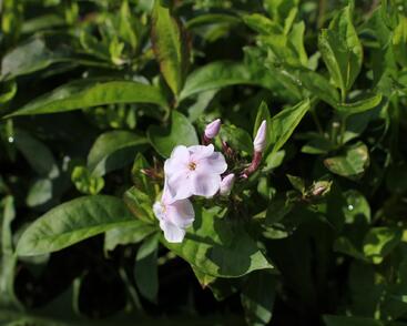 Plamenka latnatá 'Monica Lynden Bell'