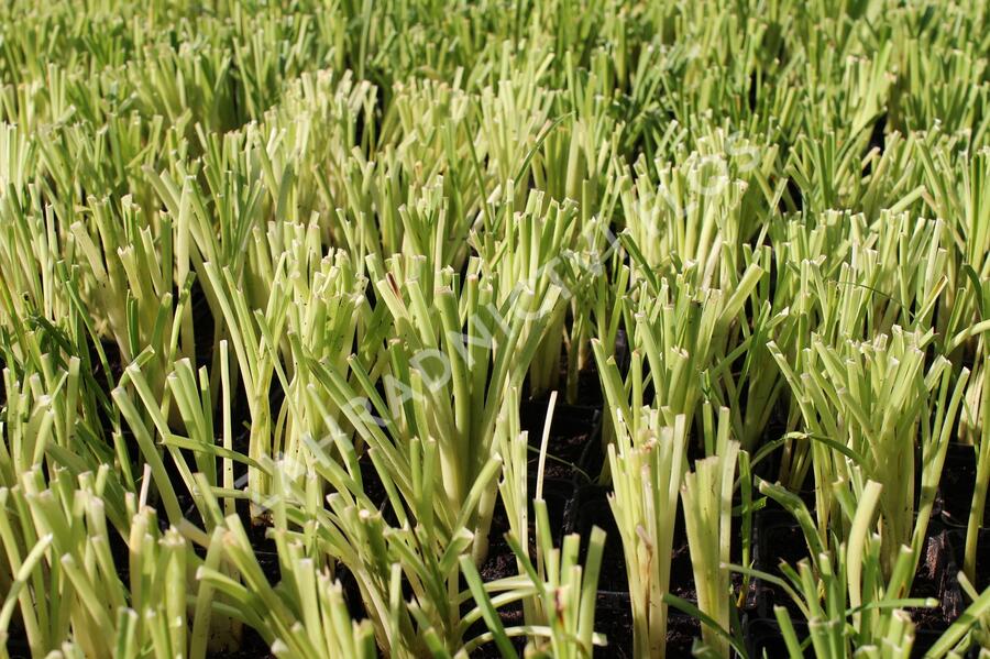 Denivka 'Crimson Pirate' - Hemerocallis 'Crimson Pirate'