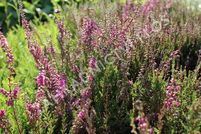 Vřes obecný 'Allegro' - Calluna vulgaris 'Allegro'
