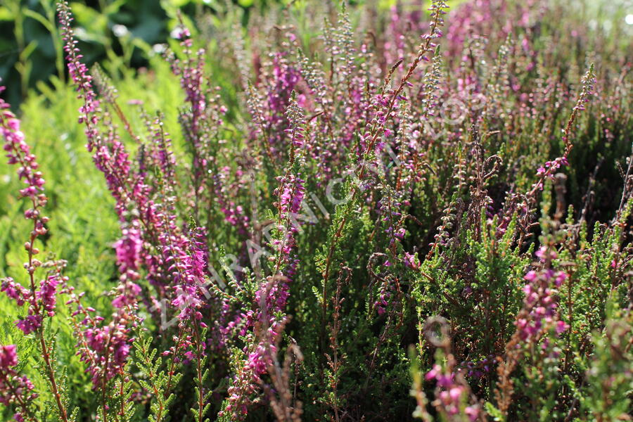 Vřes obecný 'Allegro' - Calluna vulgaris 'Allegro'