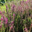 Vřes obecný 'Allegro' - Calluna vulgaris 'Allegro'