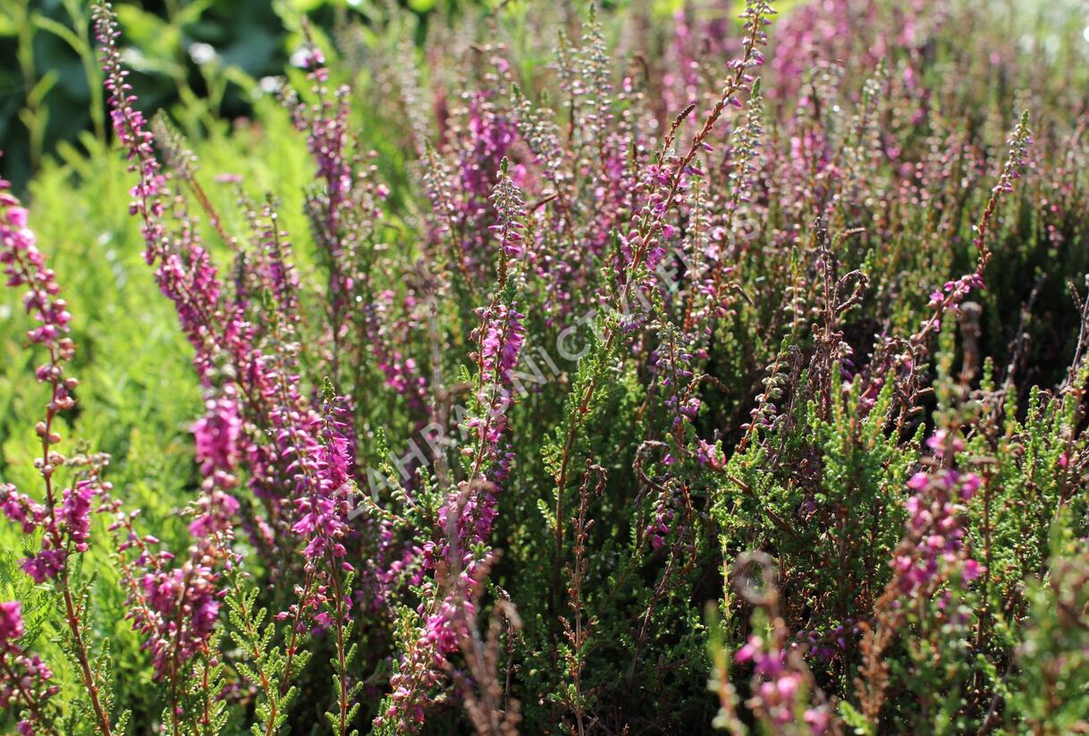 Vřes obecný 'Allegro' - Calluna vulgaris 'Allegro'
