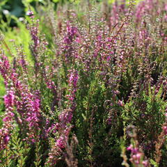 Vřes obecný 'Allegro' - Calluna vulgaris 'Allegro'