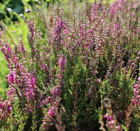Vřes obecný 'Allegro' - Calluna vulgaris 'Allegro'