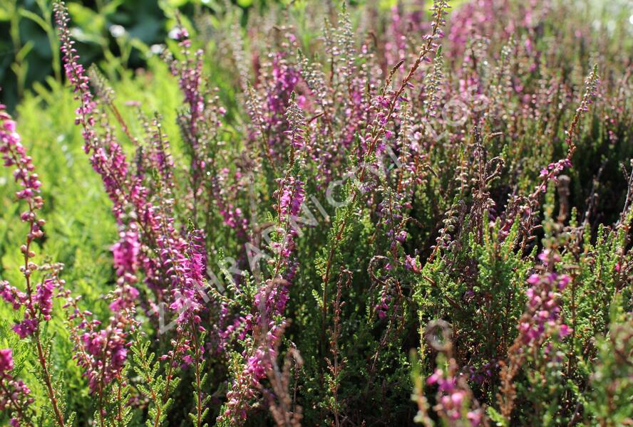 Vřes obecný 'Allegro' - Calluna vulgaris 'Allegro'