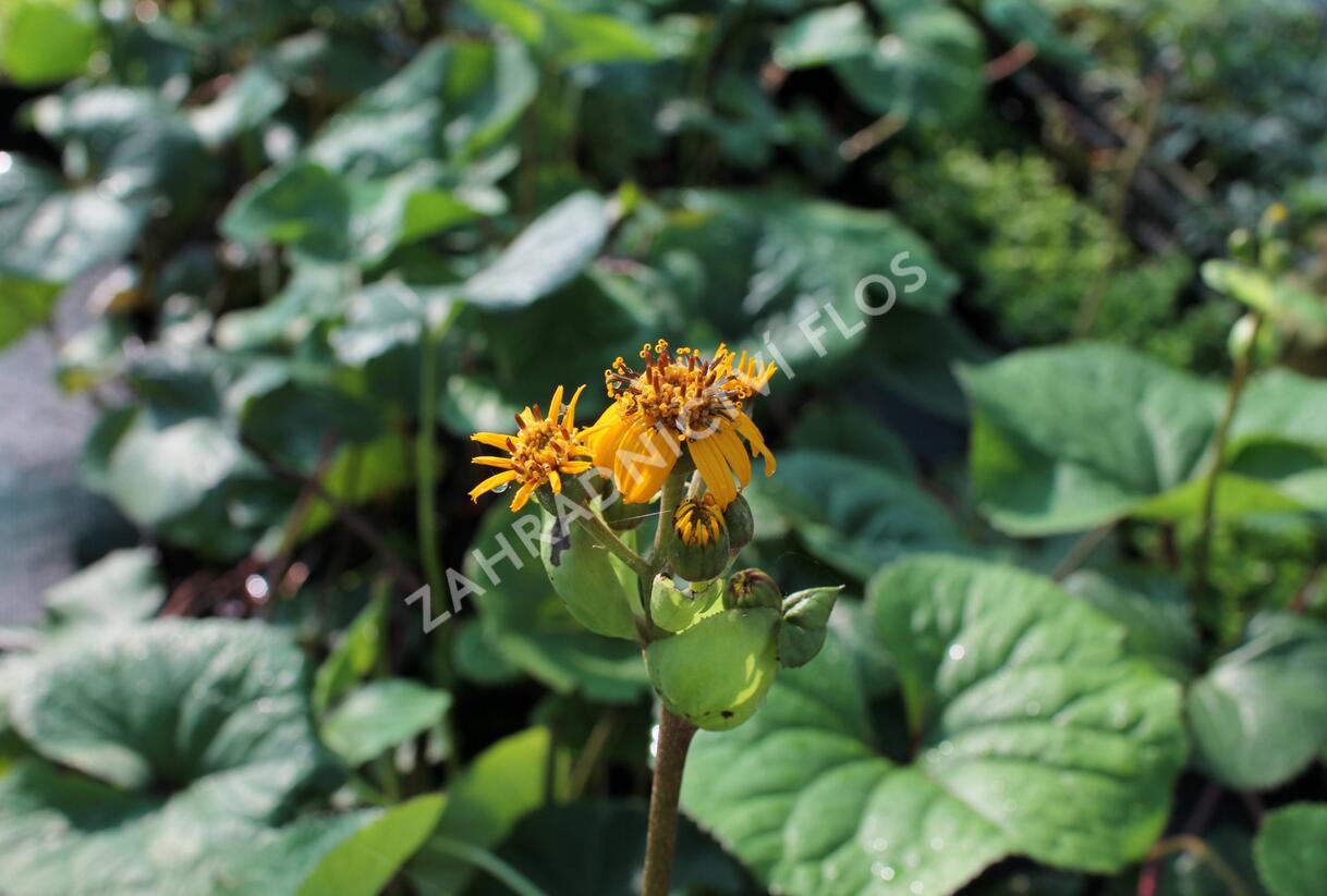 Popelivka zoubkovaná - Ligularia dentata