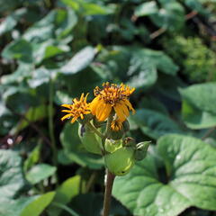 Popelivka zoubkovaná - Ligularia dentata