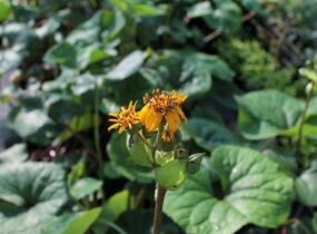 Popelivka zoubkovaná - Ligularia dentata