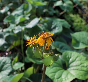 Popelivka zoubkovaná - Ligularia dentata