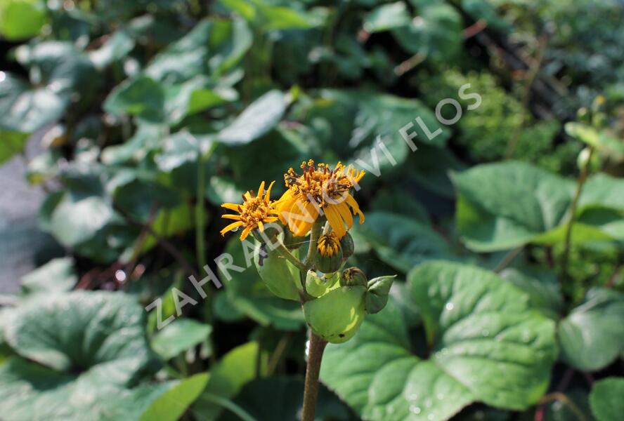 Popelivka zoubkovaná - Ligularia dentata