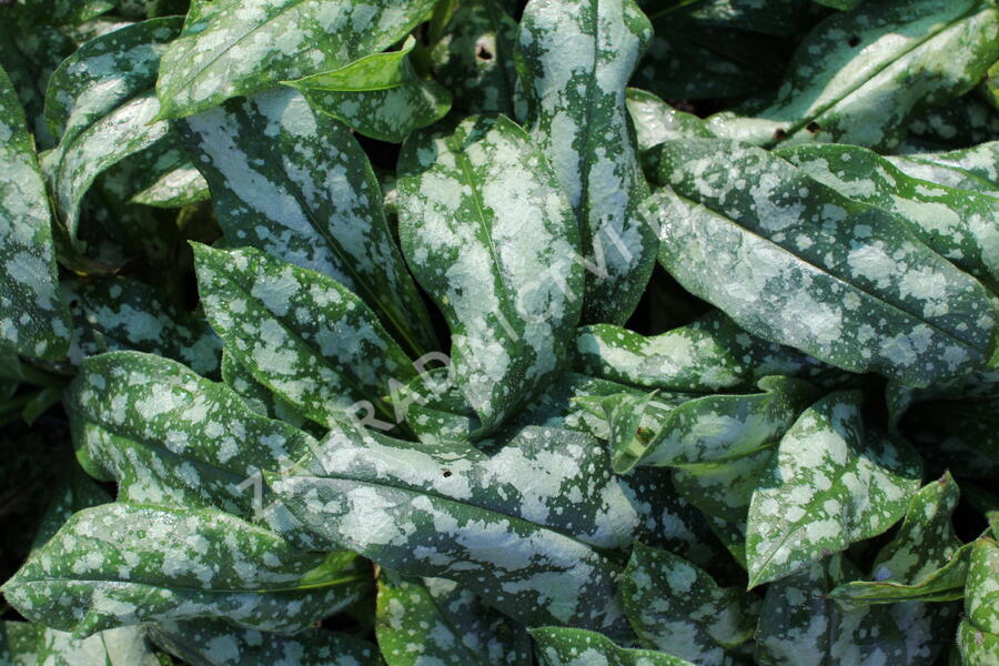 Plicník lékařský 'Opal' - Pulmonaria officinalis 'Opal'
