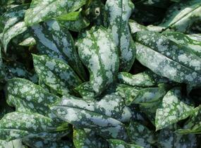 Plicník lékařský 'Opal' - Pulmonaria officinalis 'Opal'