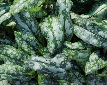 Plicník lékařský 'Opal'