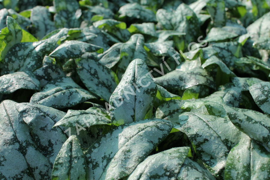 Plicník lékařský 'Opal' - Pulmonaria officinalis 'Opal'
